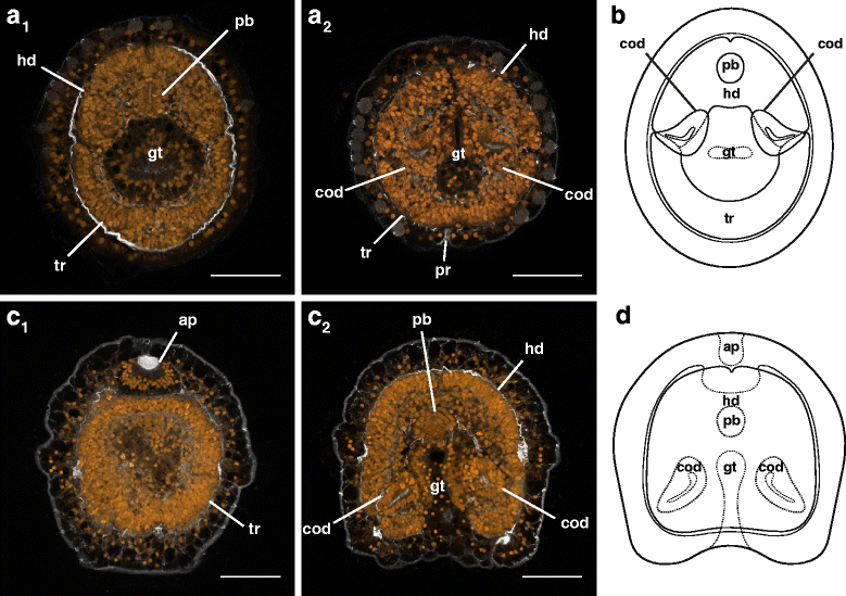 Fig. 8