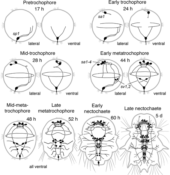 Fig. 10