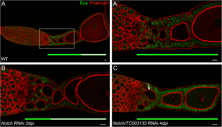 Fig. 8