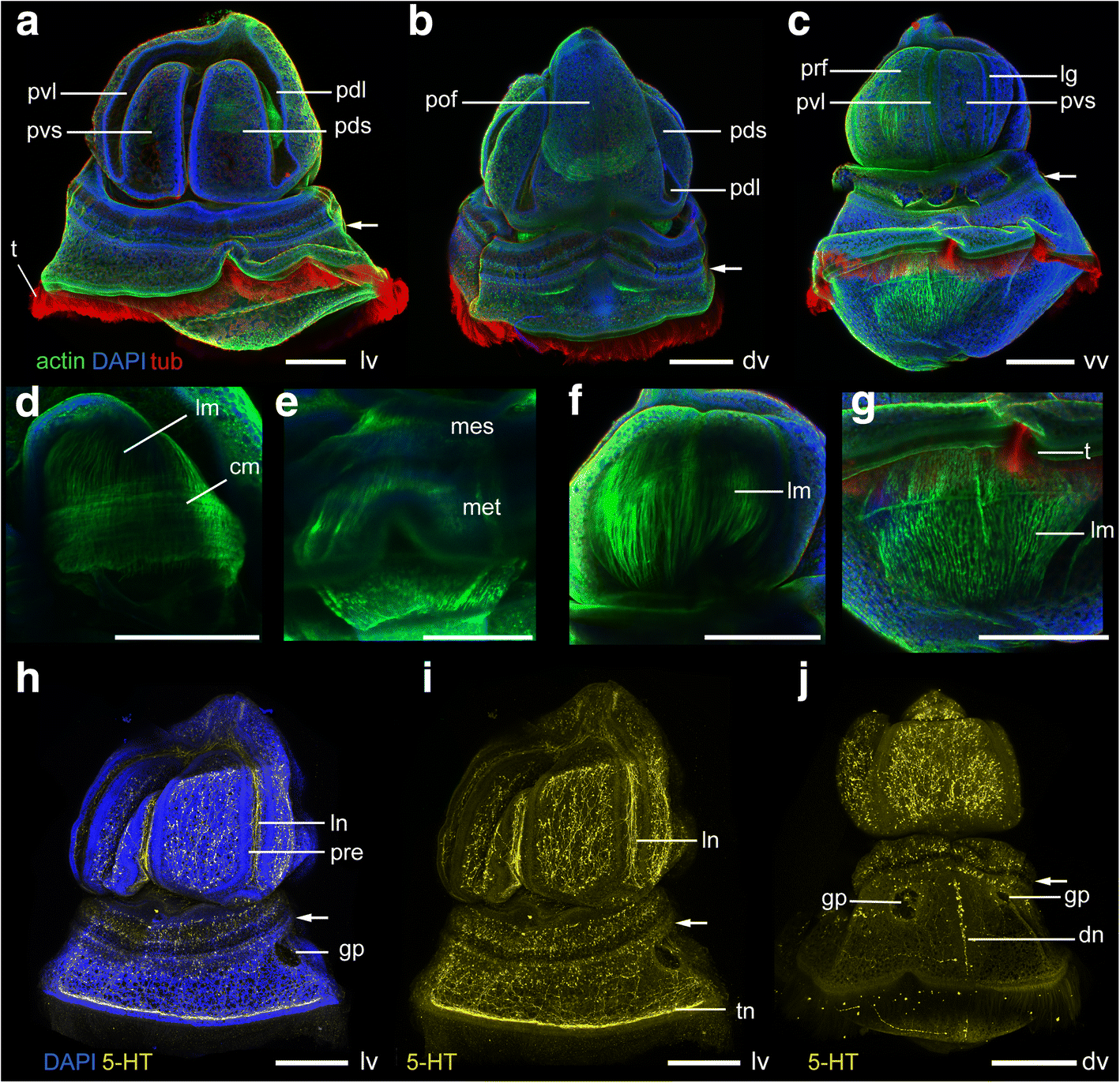 Fig. 11