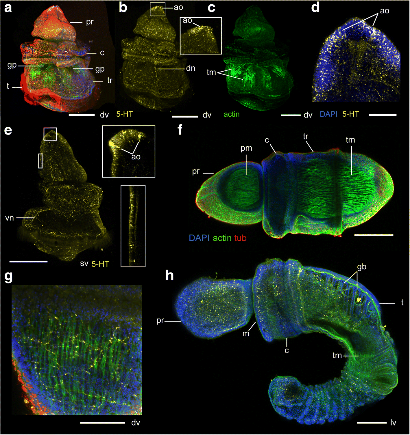 Fig. 12