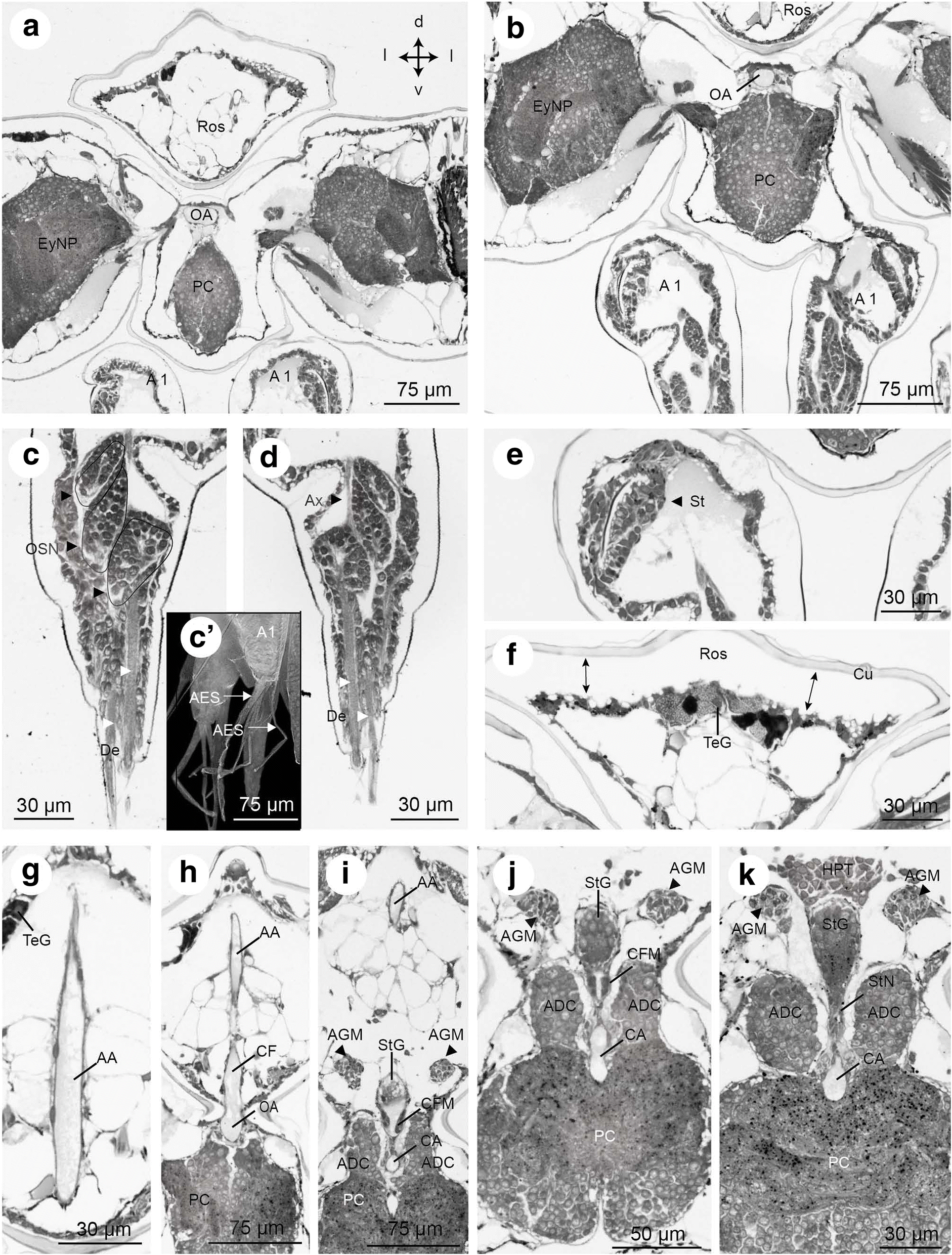 Fig. 10