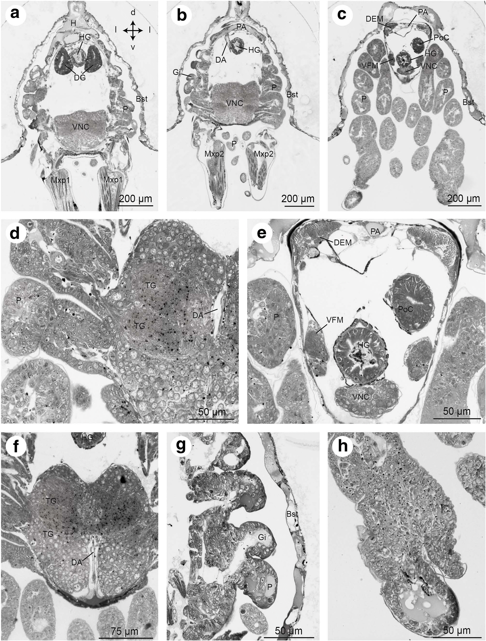 Fig. 17