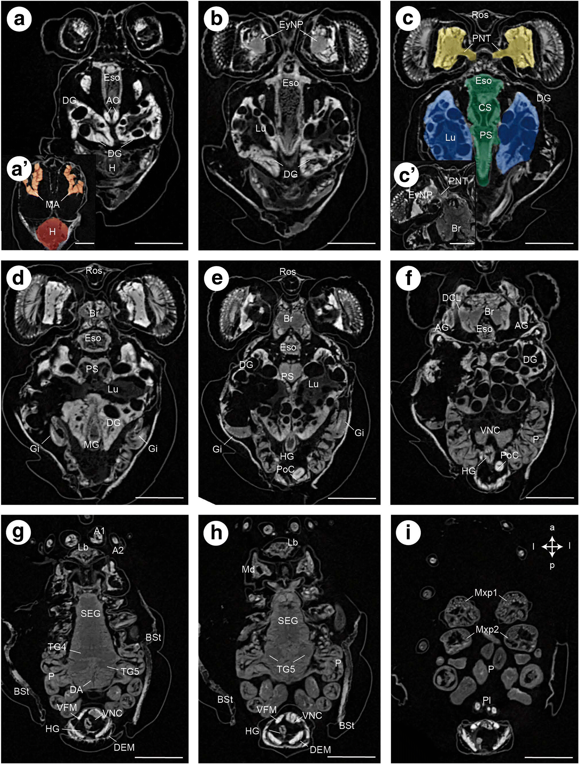 Fig. 6