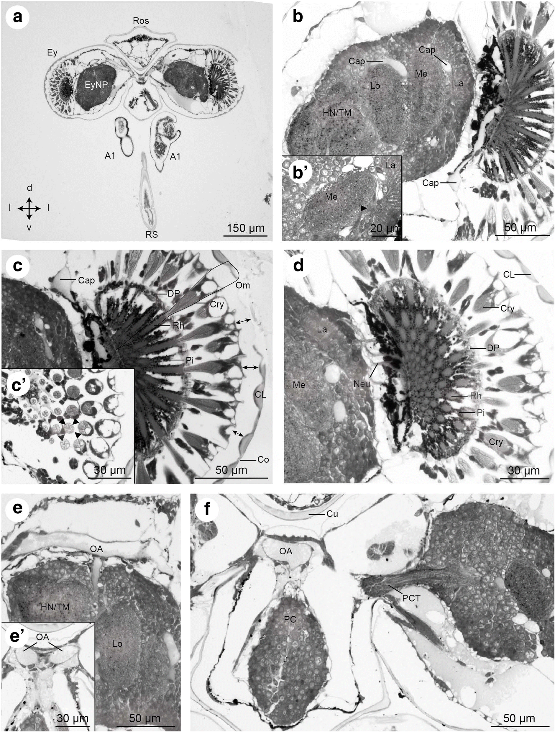 Fig. 9