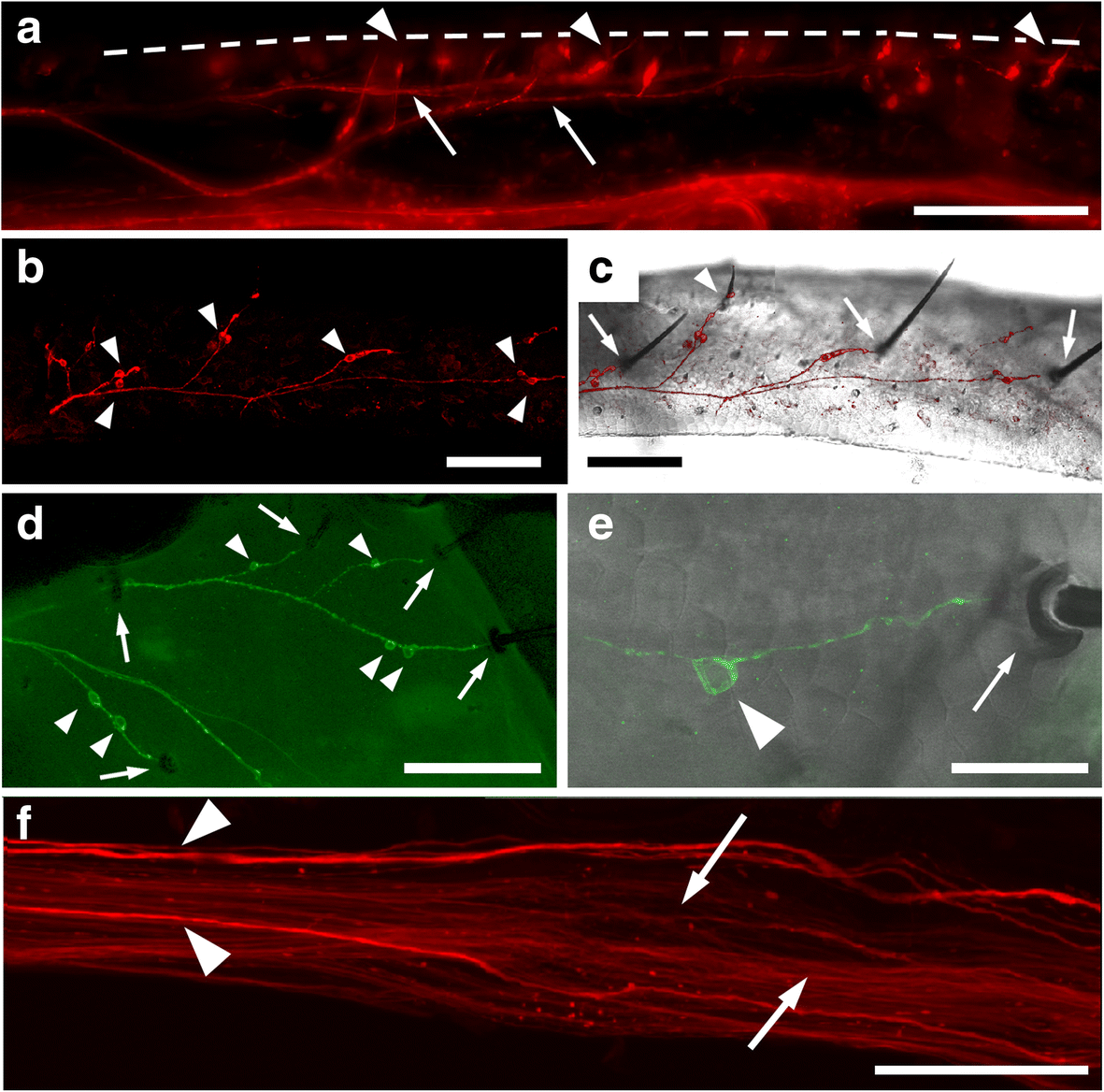 Fig. 8