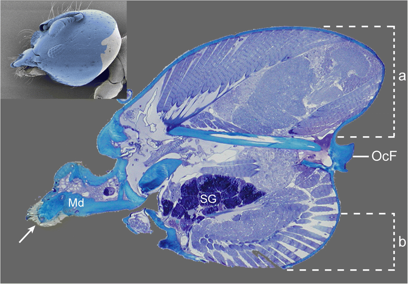 Fig. 4