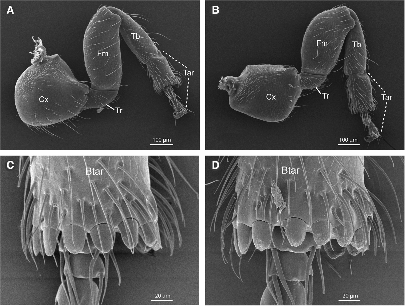 Fig. 9