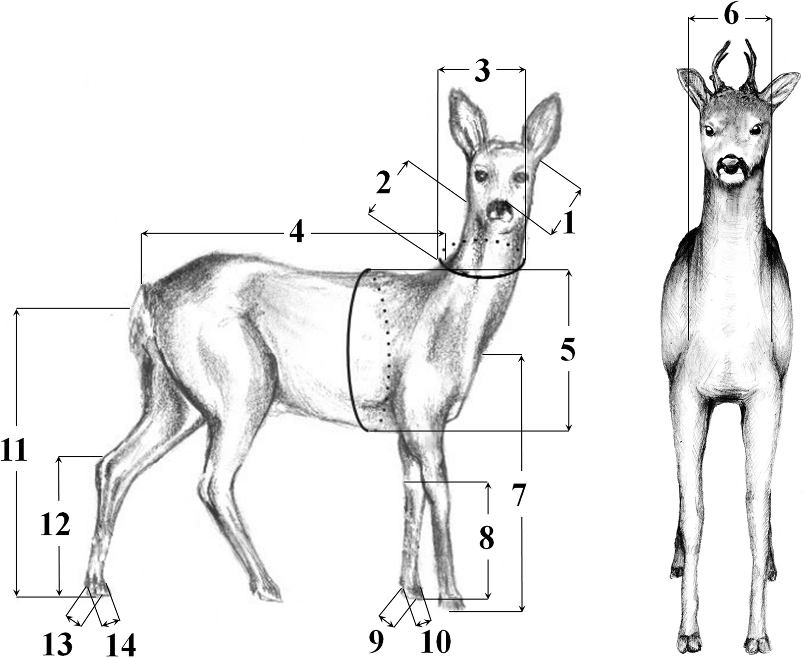 Fig. 7