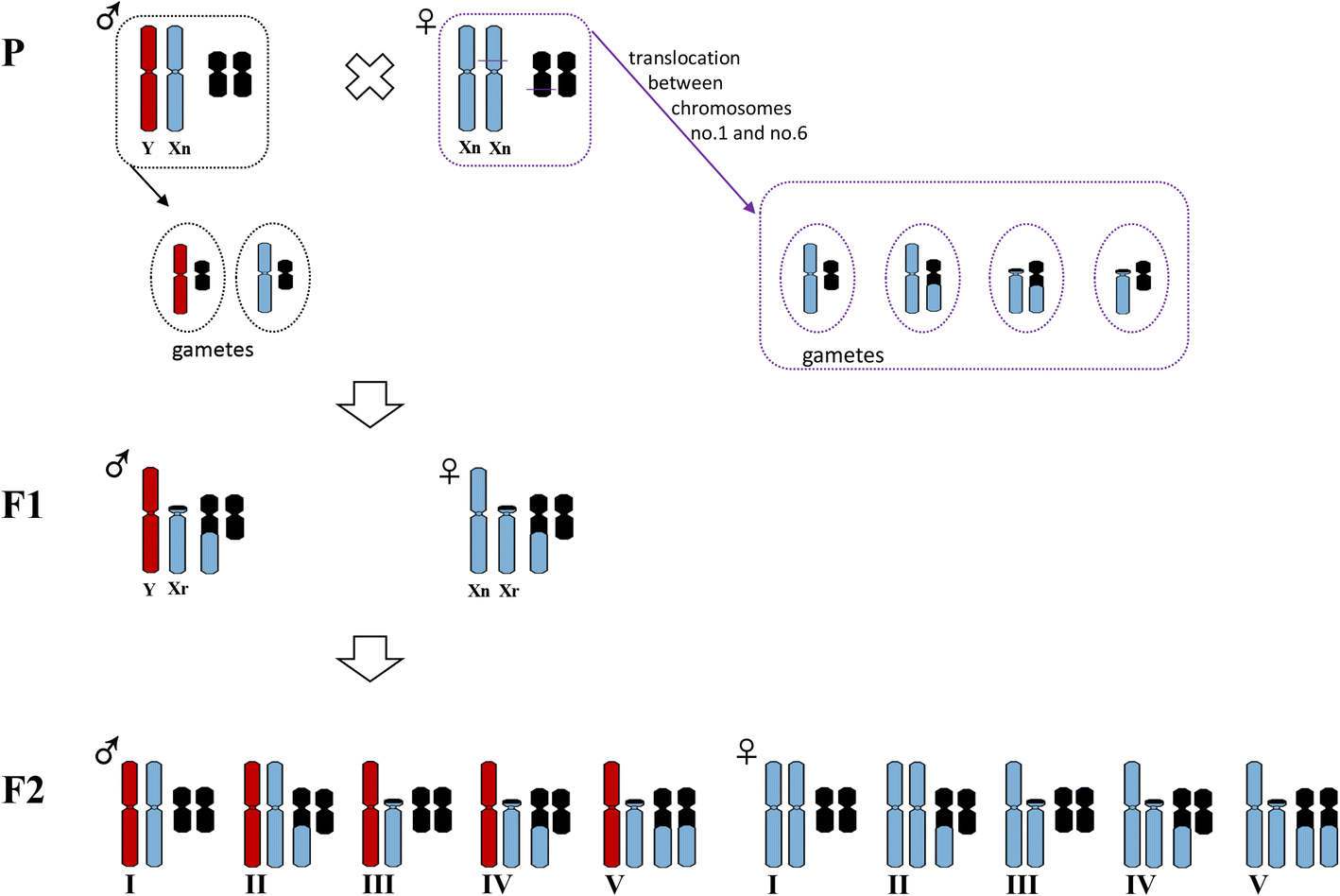 Fig. 3