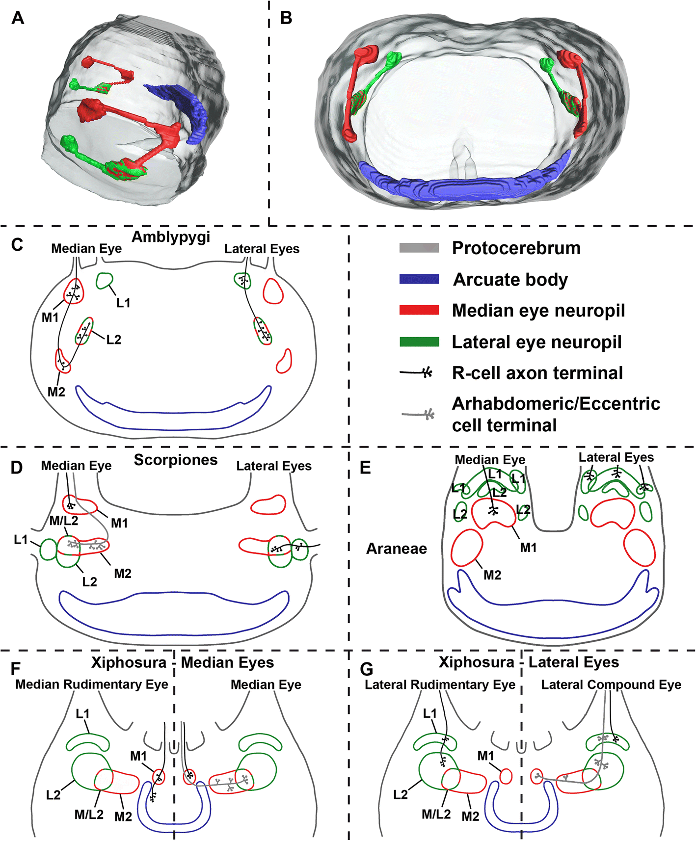 Fig. 7