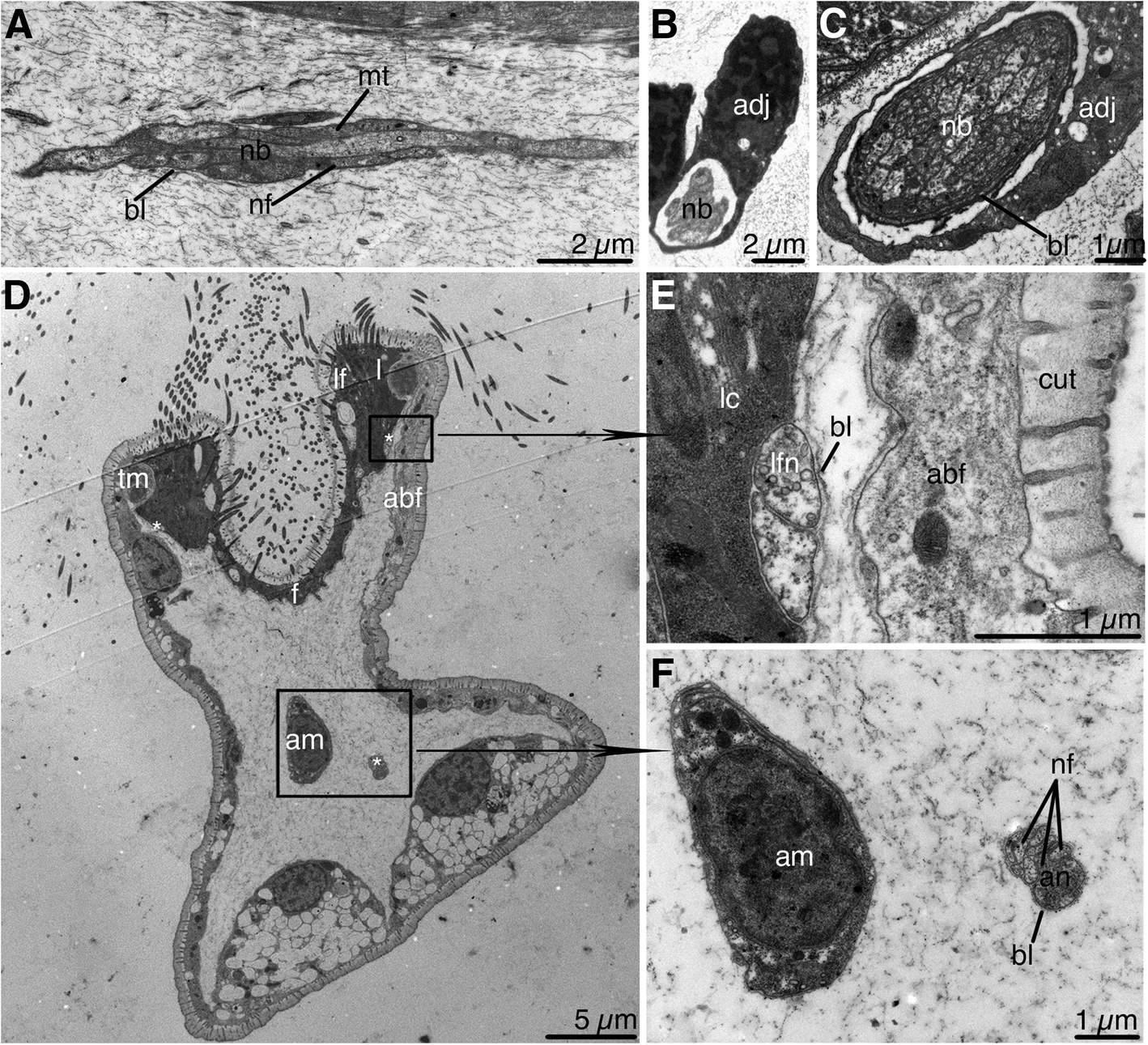 Fig. 5