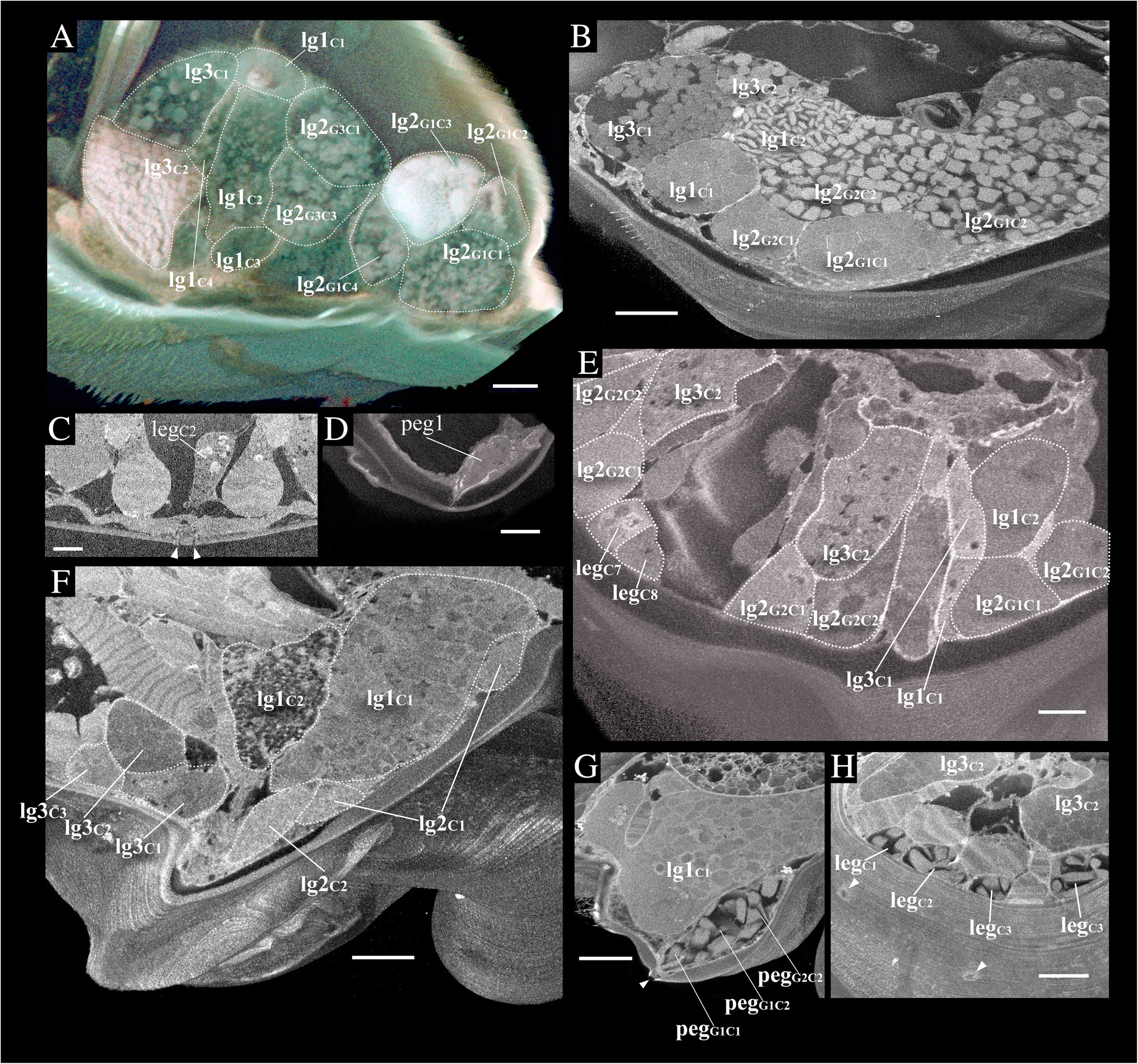 Fig. 5