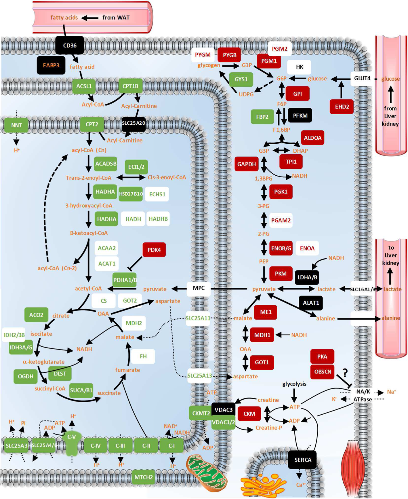 Fig. 2