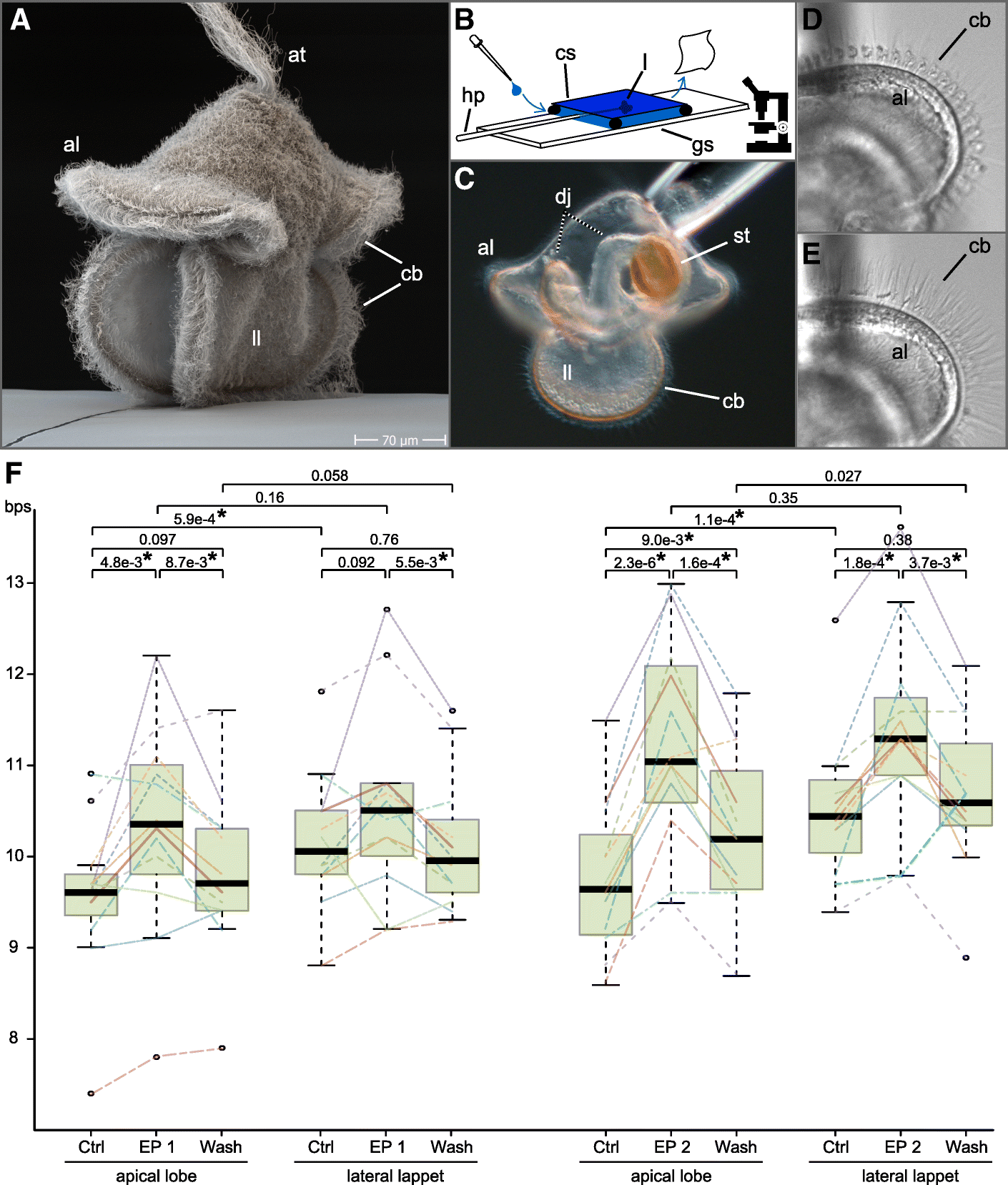 Fig. 5