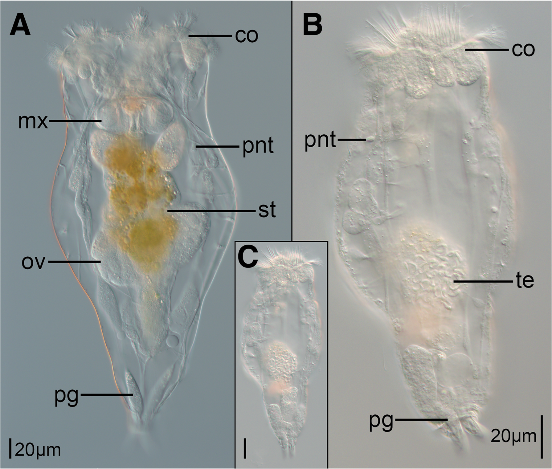 Fig. 1