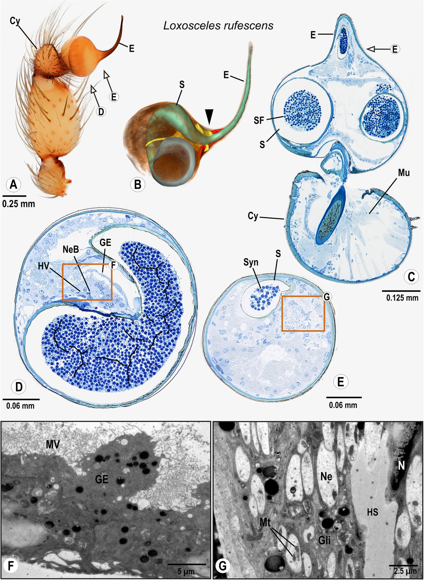 The Innervation Of The Male Copulatory Organ Of Spiders Araneae A Comparative Analysis Frontiers In Zoology Full Text