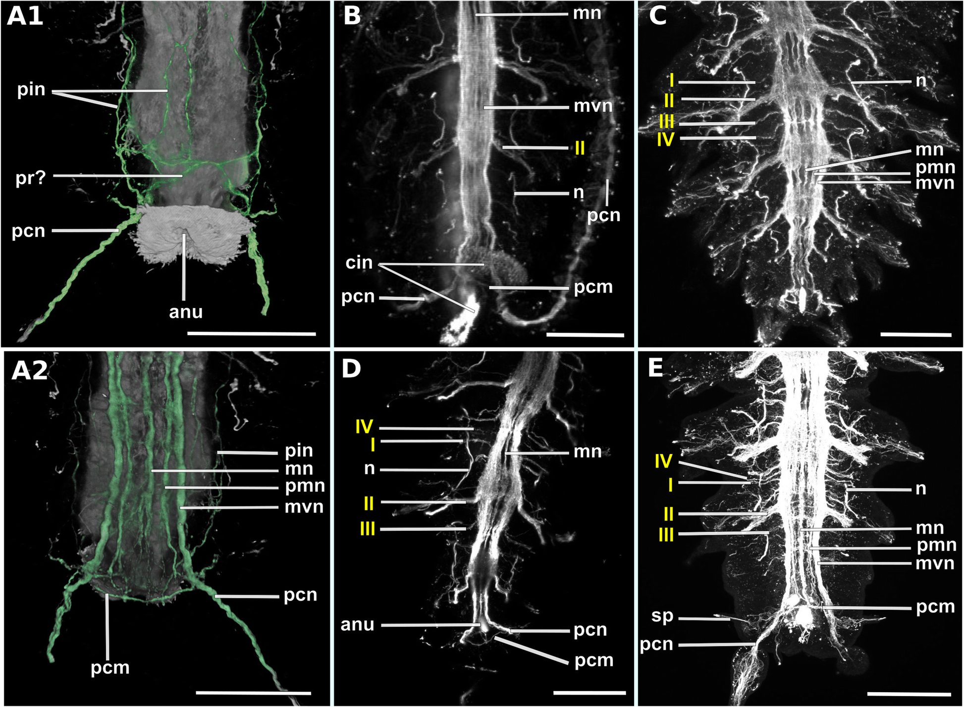 Fig. 25