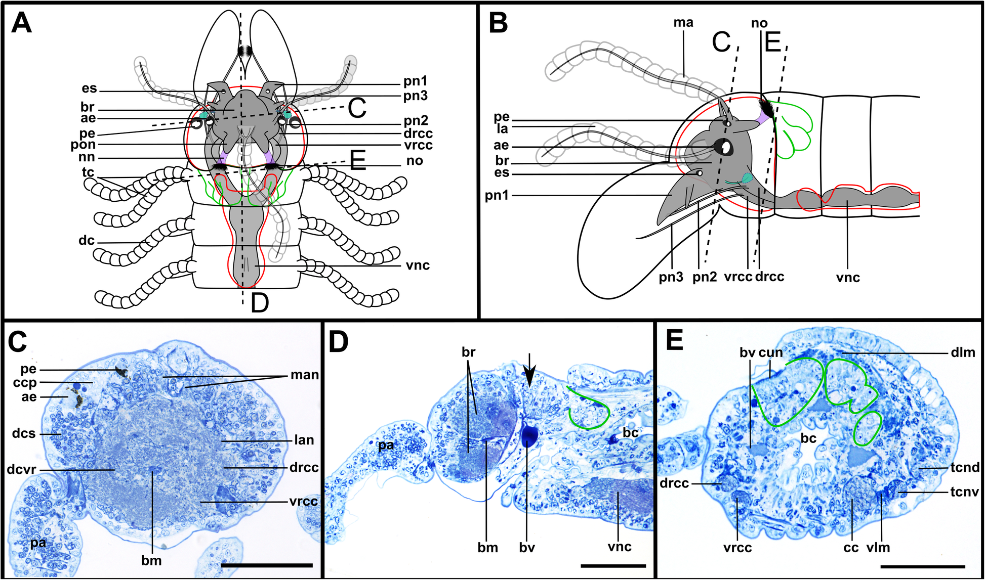 Fig. 8