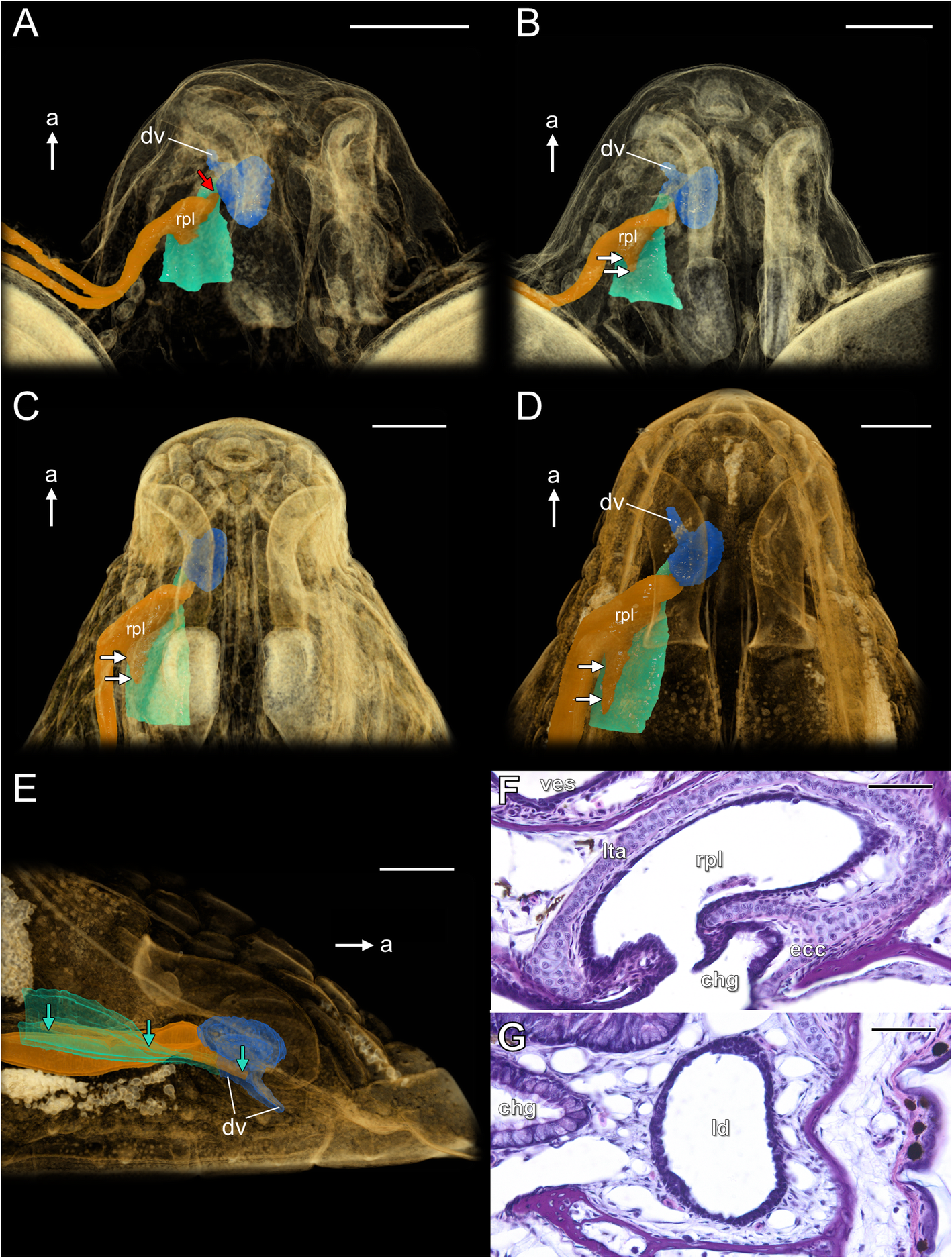 Fig. 13