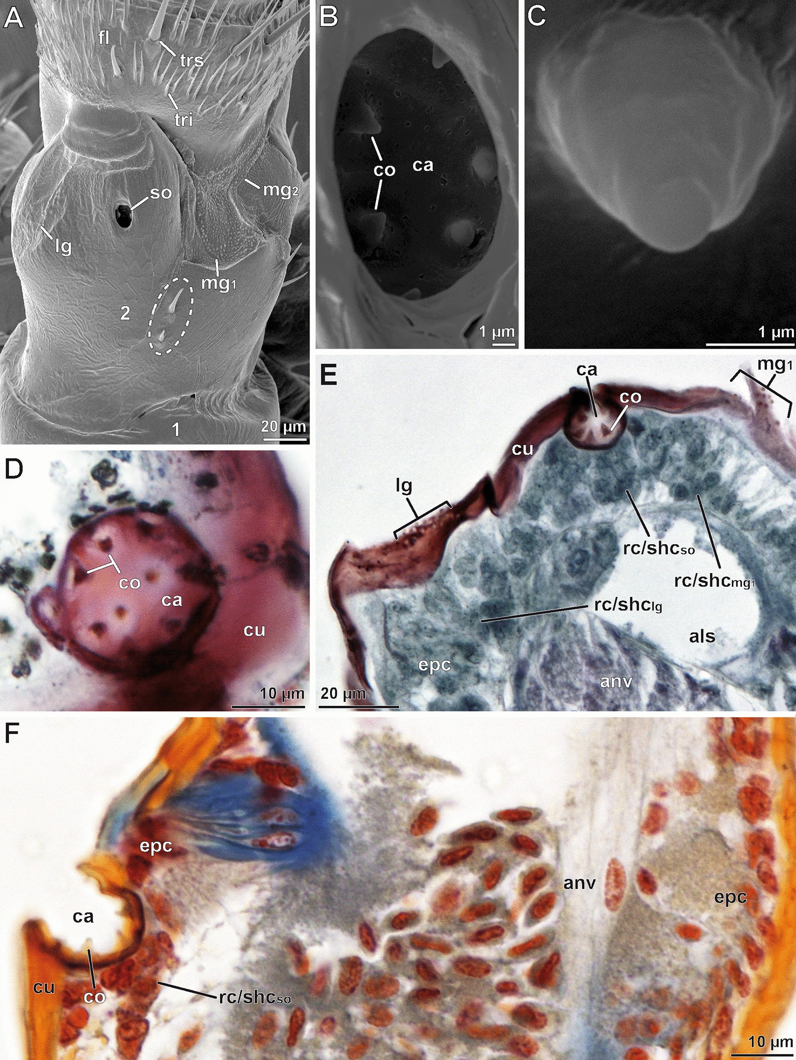 Fig. 2