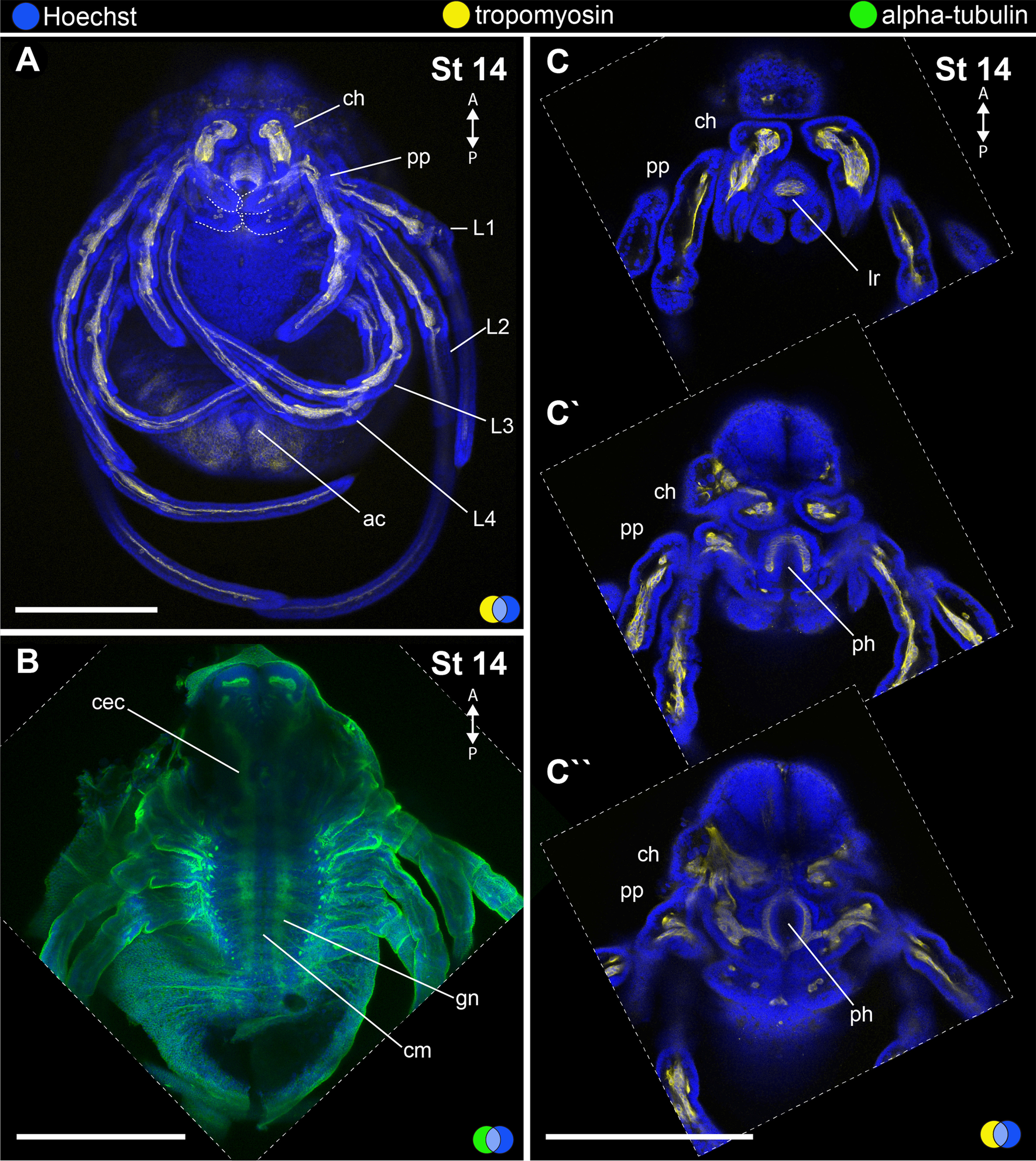 Fig. 11