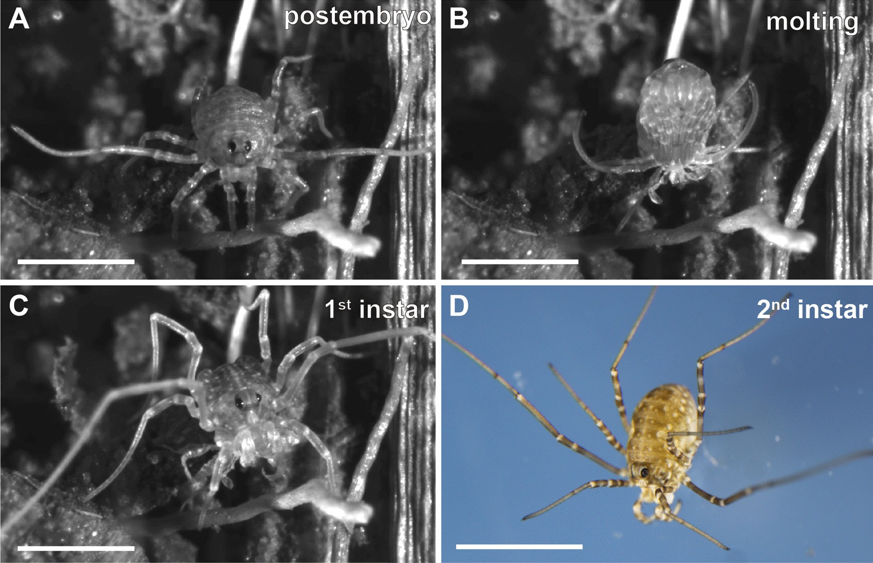 Fig. 13