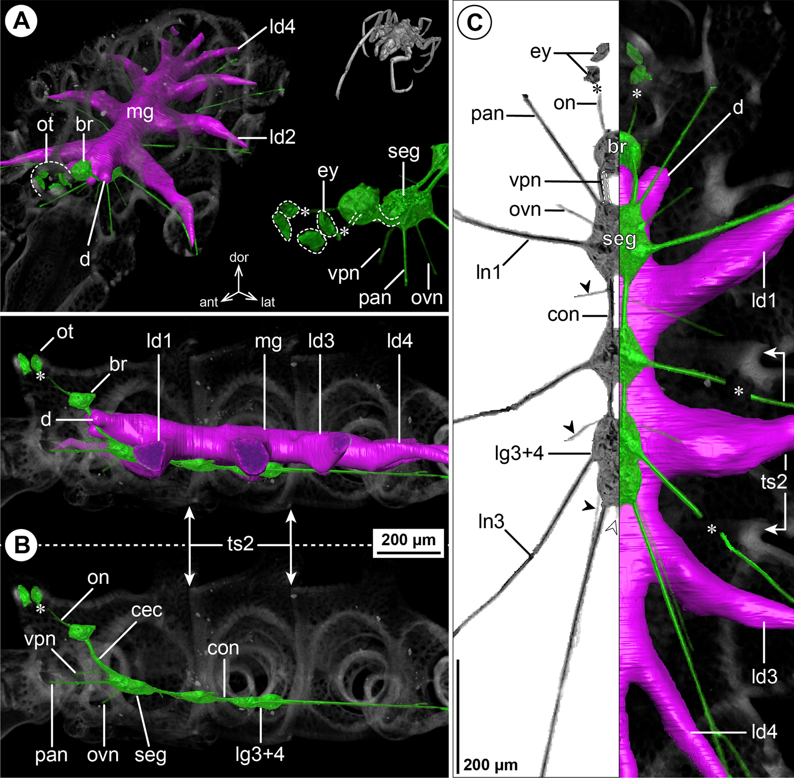 Fig. 14