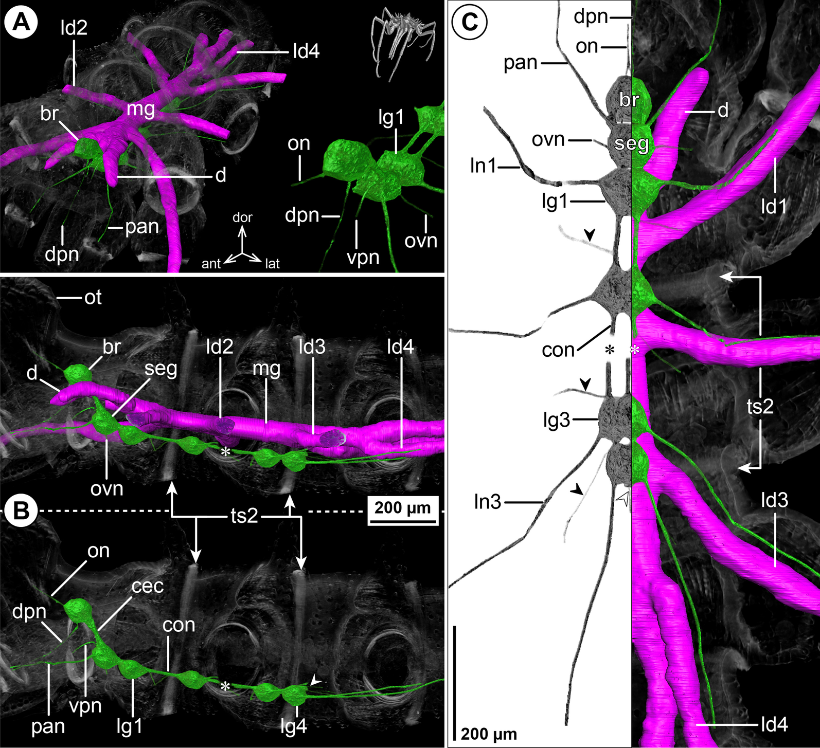 Fig. 15