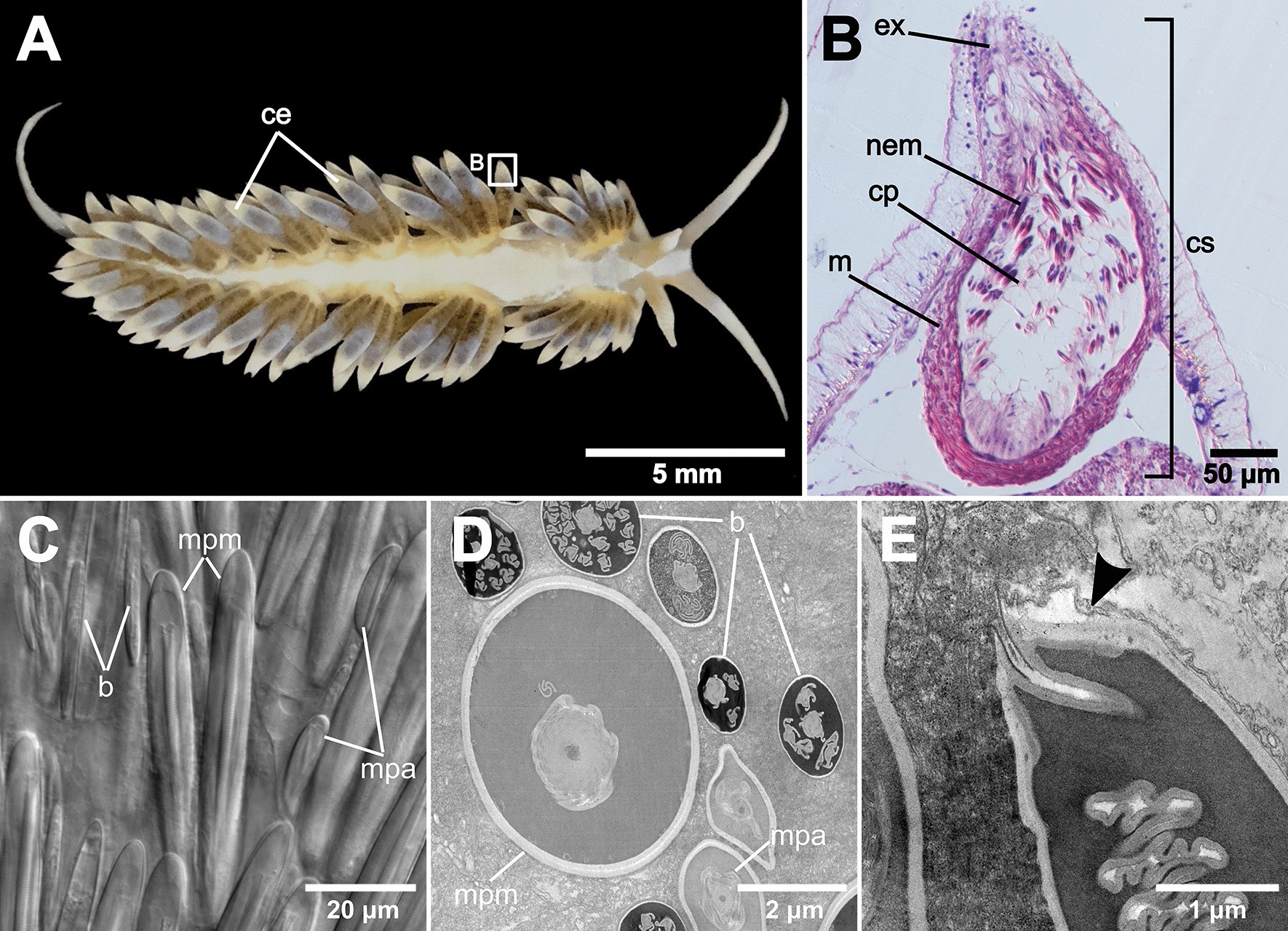 Fig. 1