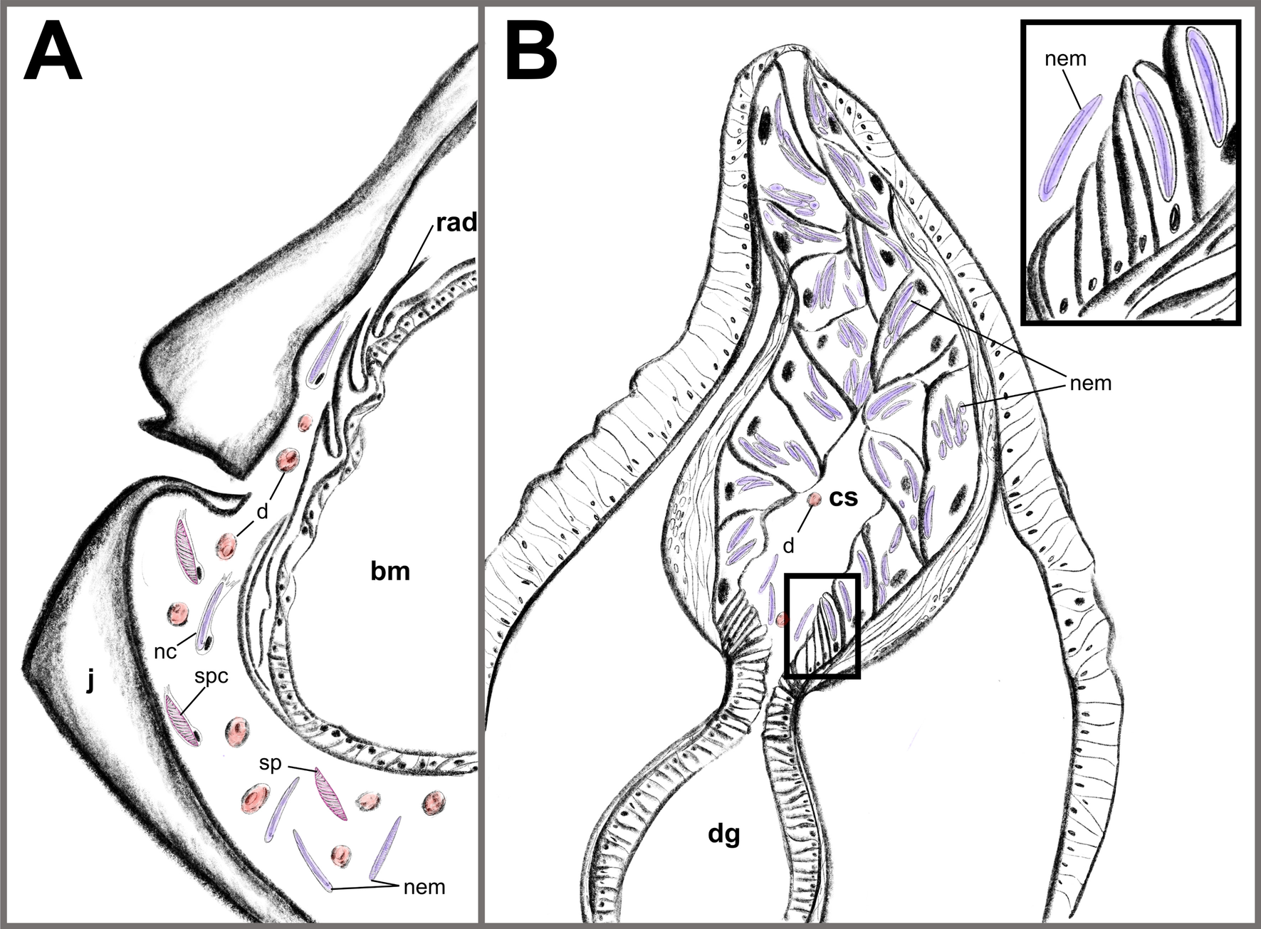 Fig. 8