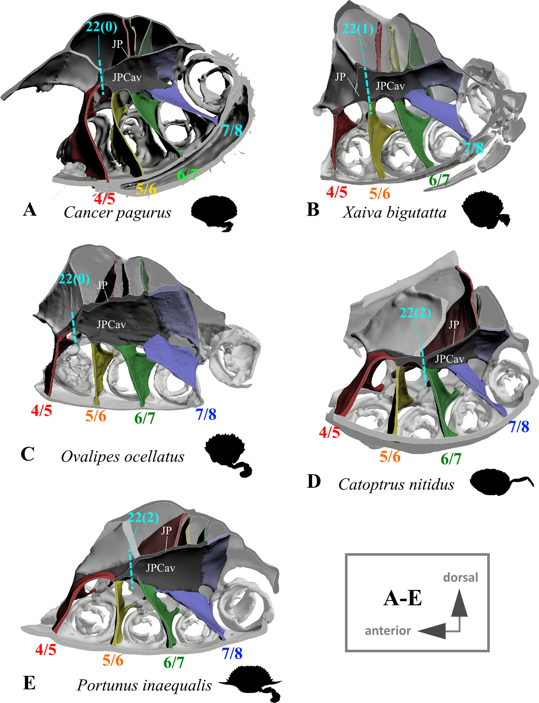 Fig. 17