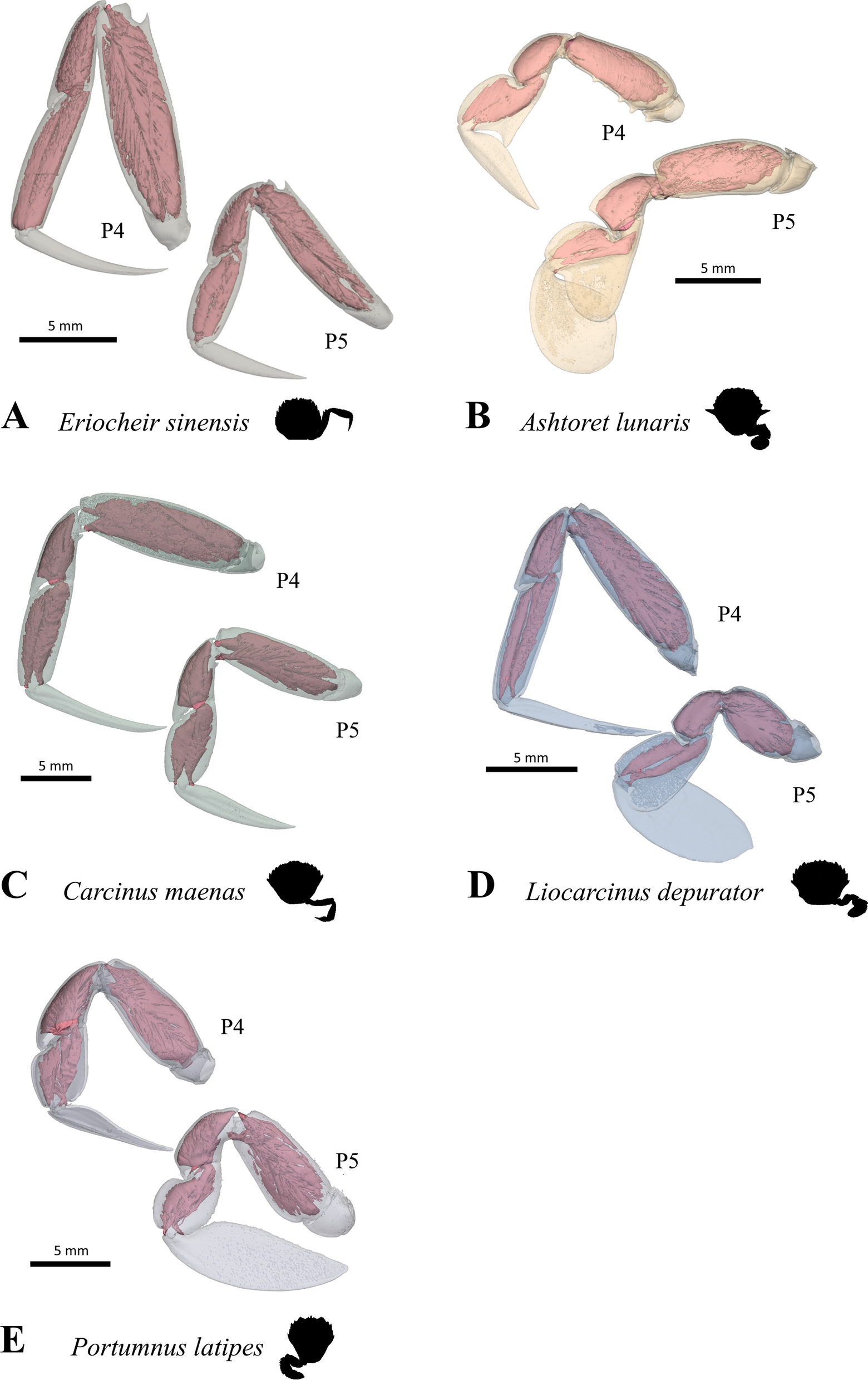 Fig. 32