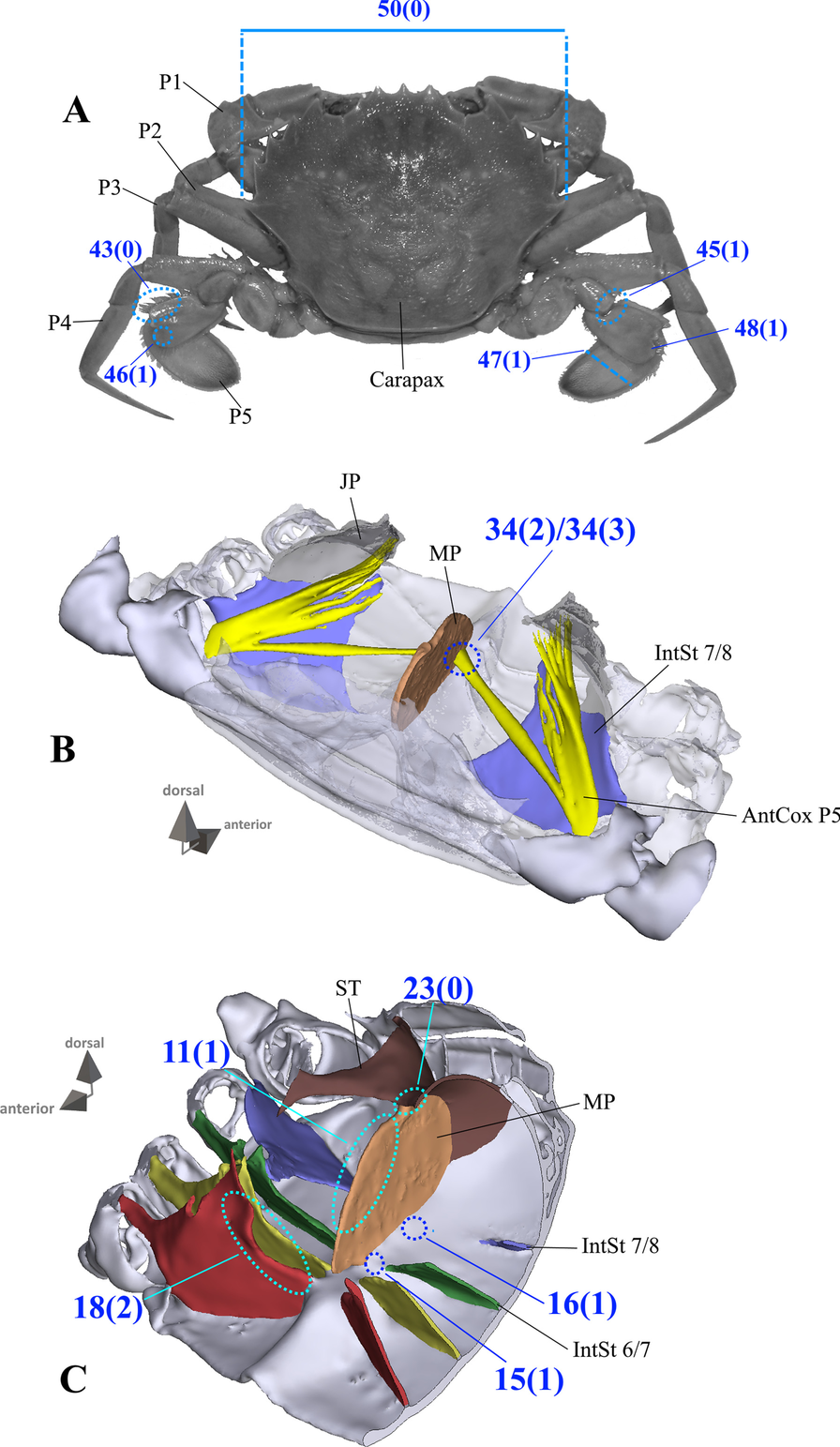 Fig. 34