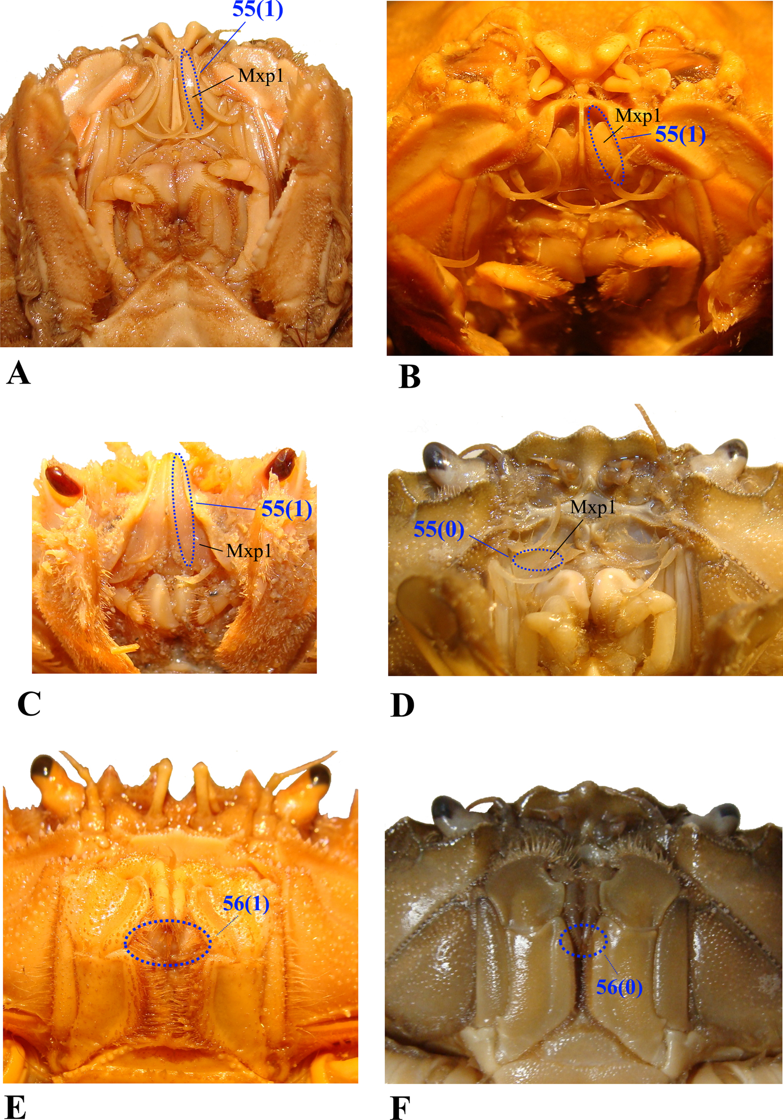 Fig. 38