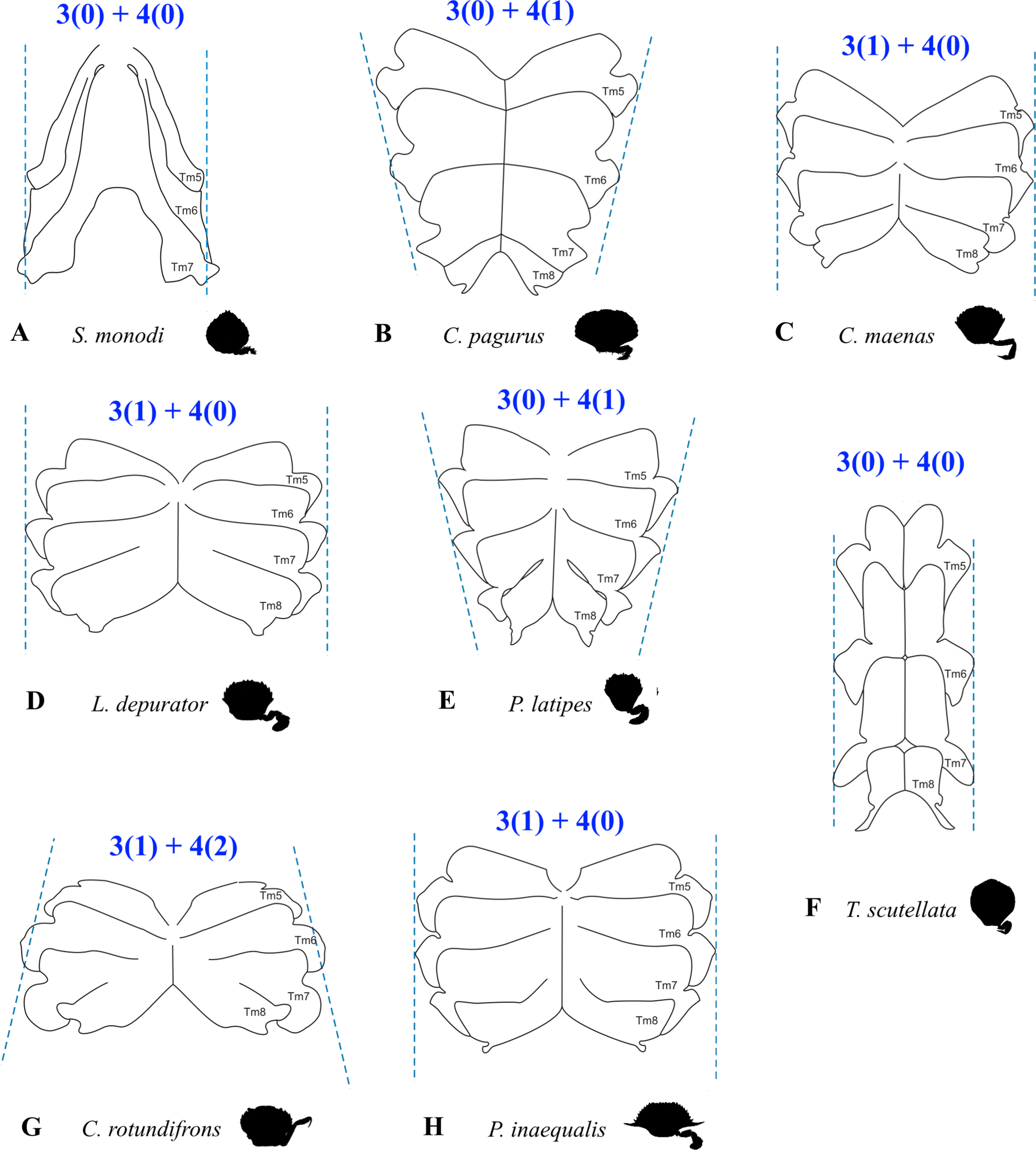 Fig. 8