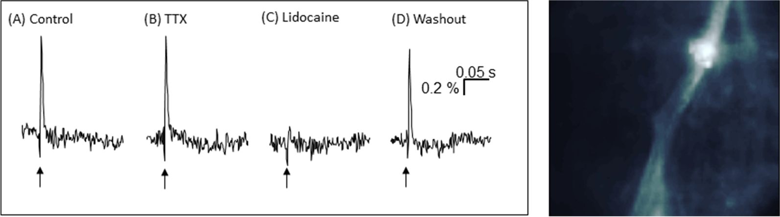 Fig. 5