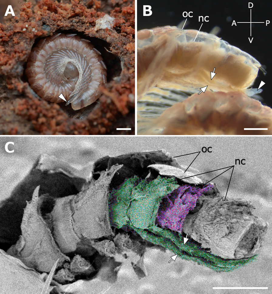 Fig. 6