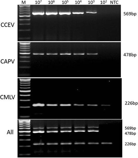 Fig. 5