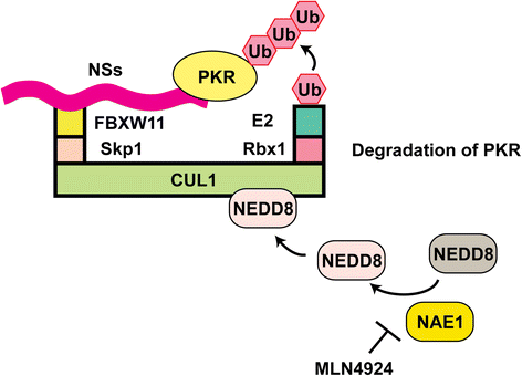 Fig. 3