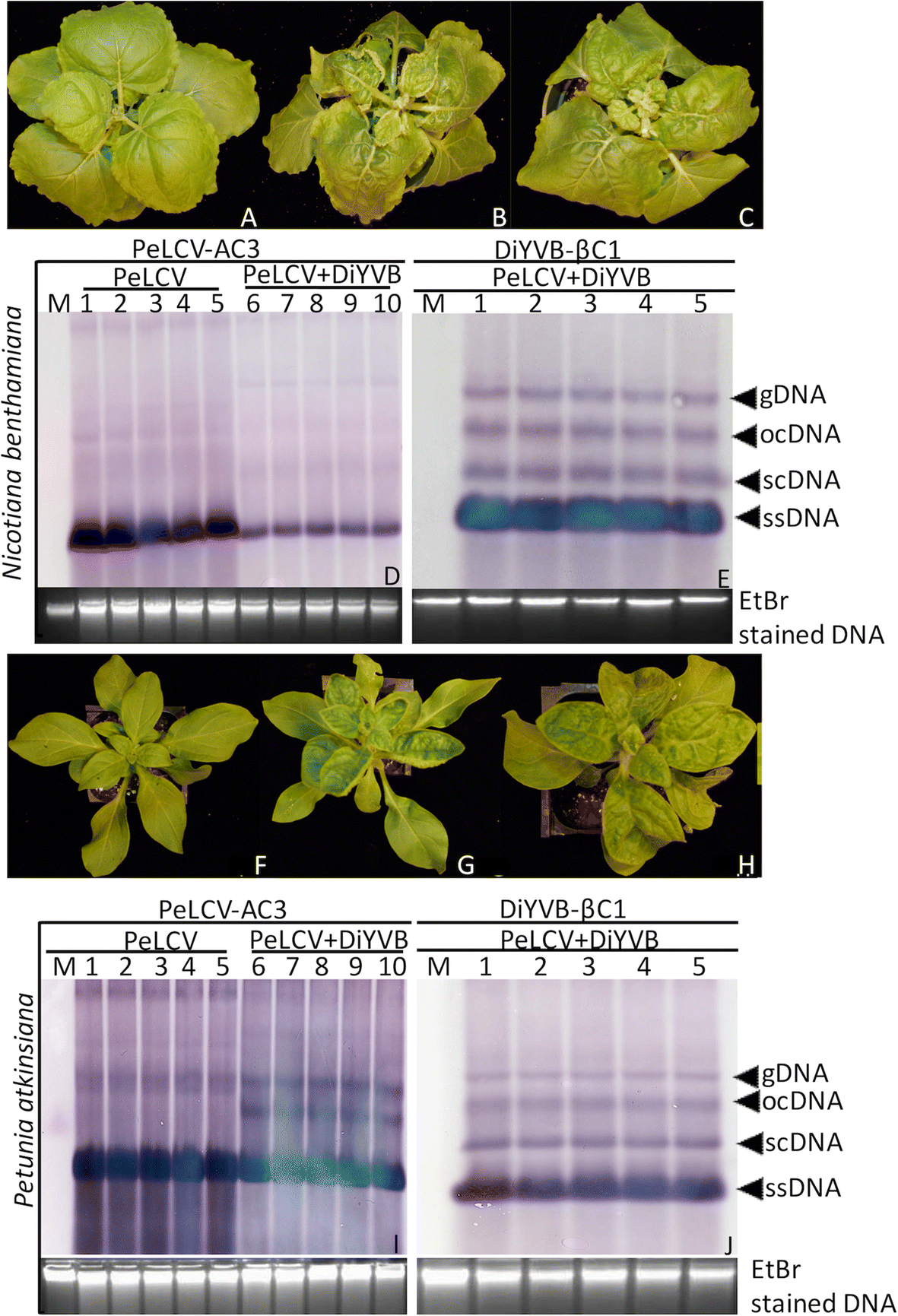 Fig. 5