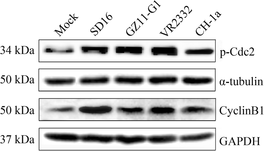 Fig. 9