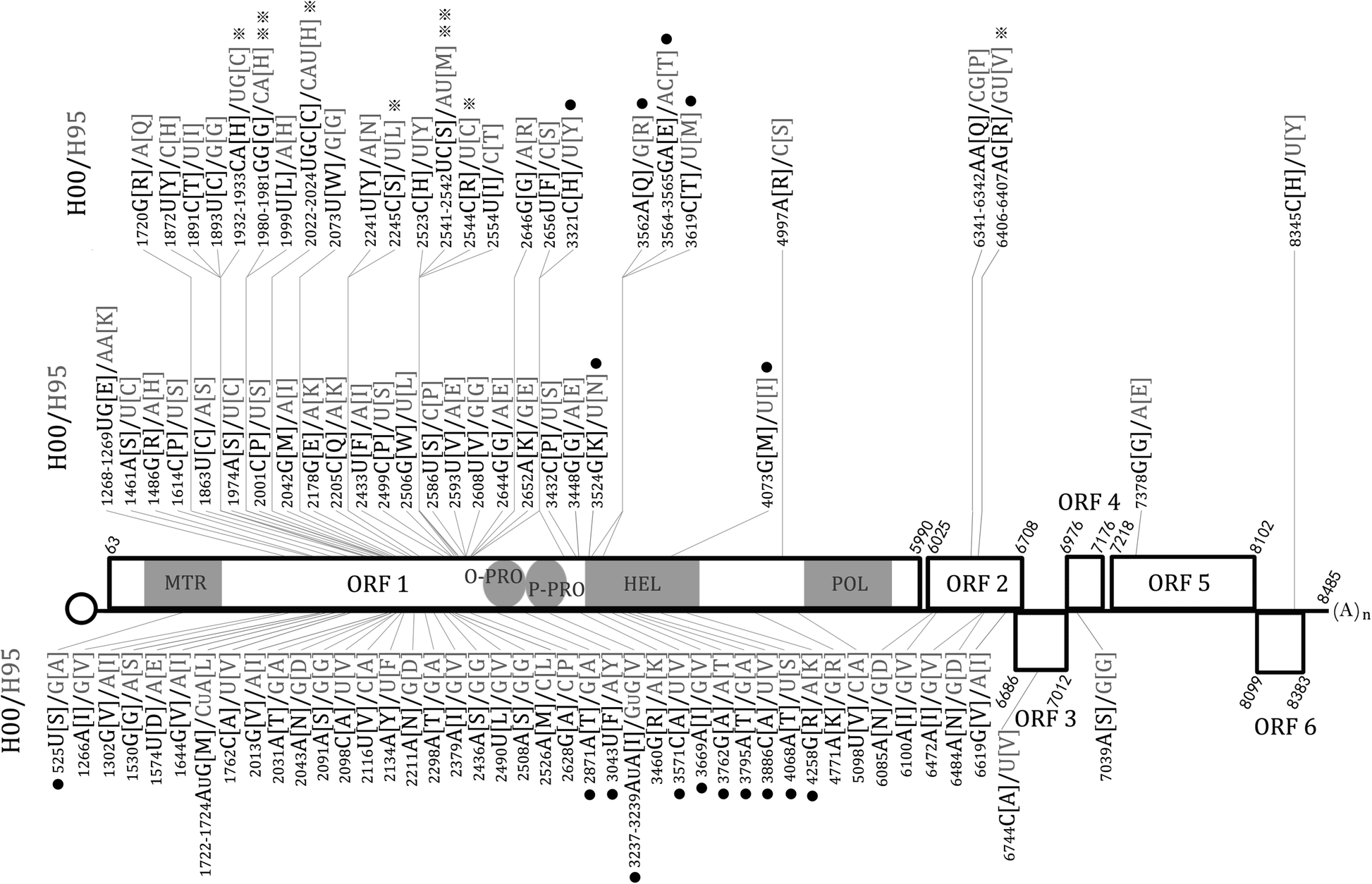 Construction And Characterization Of An Infectious Cdna Clone Of Potato Virus S Developed From Selected Populations That Survived Genetic Bottlenecks Virology Journal Full Text