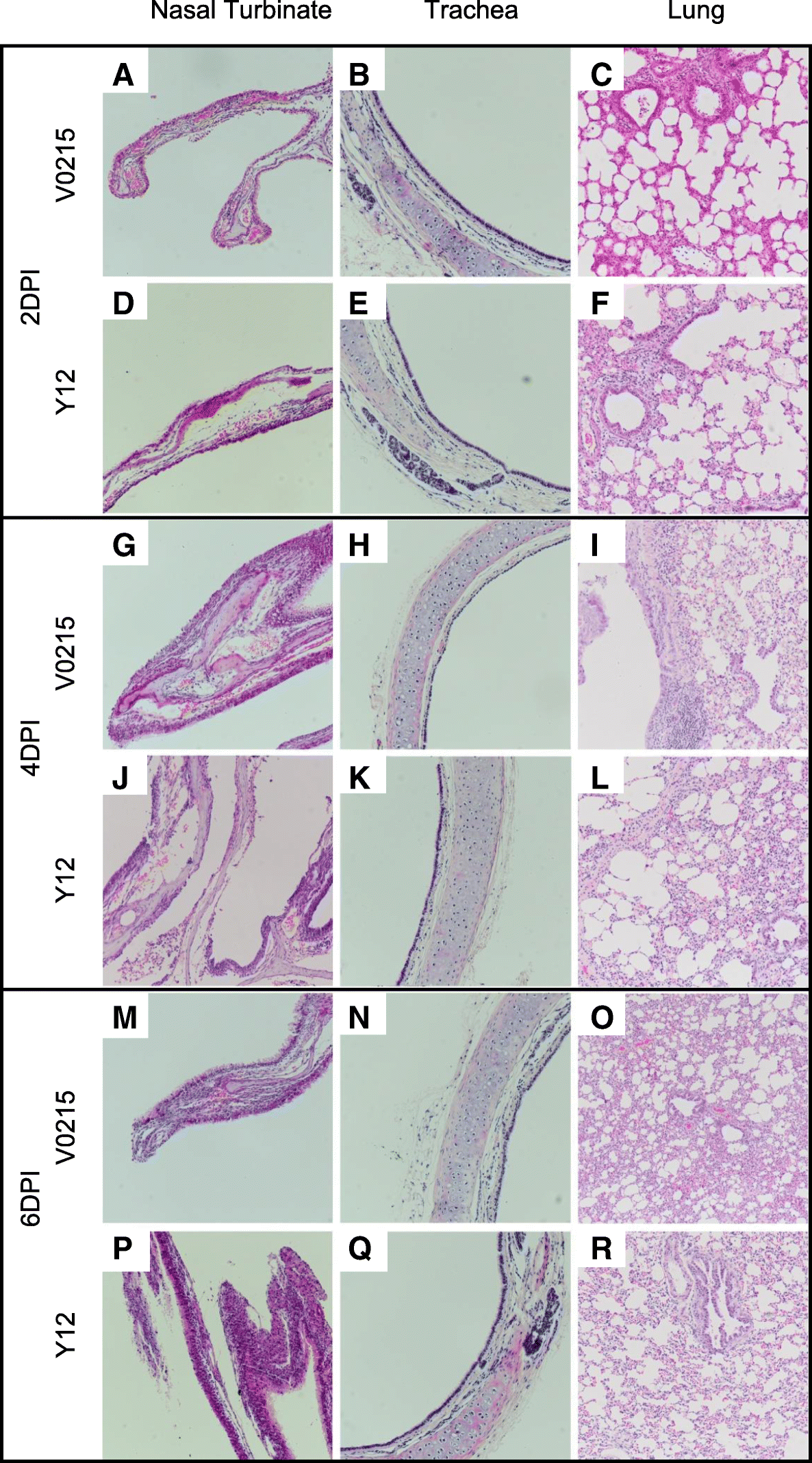 The Tree Shrew Is A Promising Model For The Study Of Influenza B Virus Infection Virology Journal Full Text