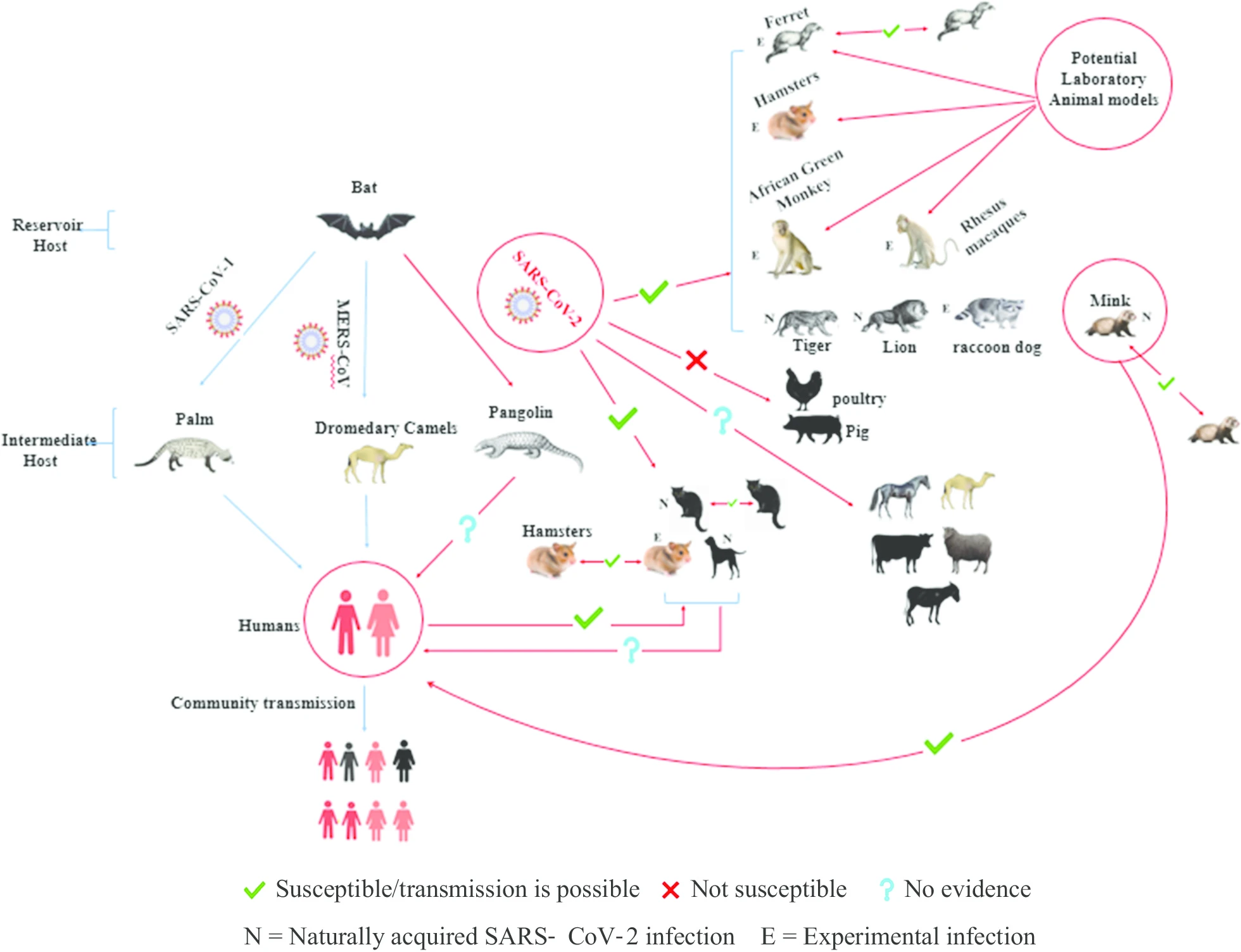 covid-19 transmission between different species