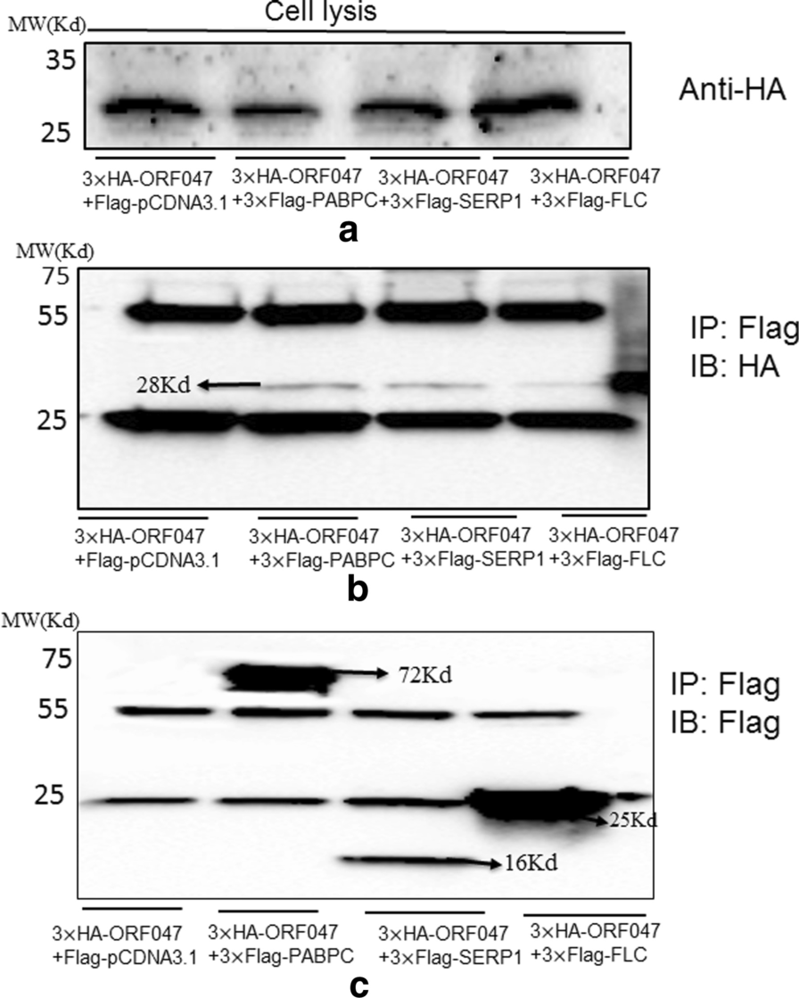 Fig. 5