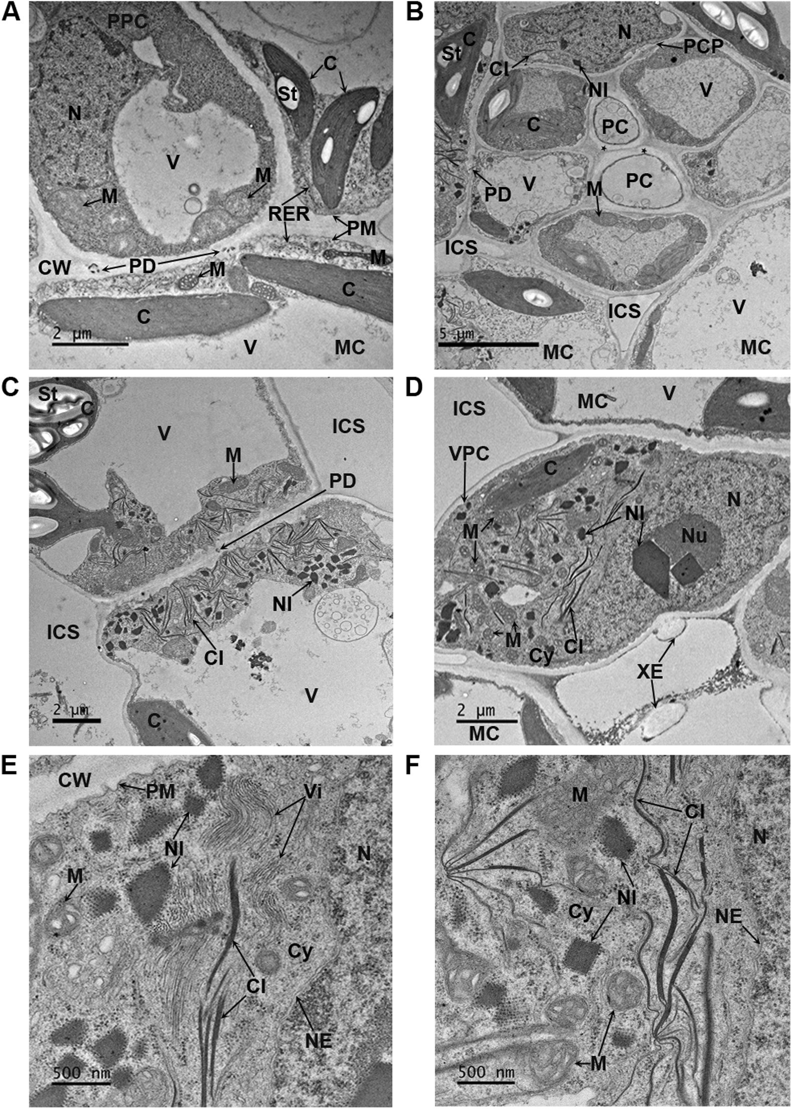 Fig. 6