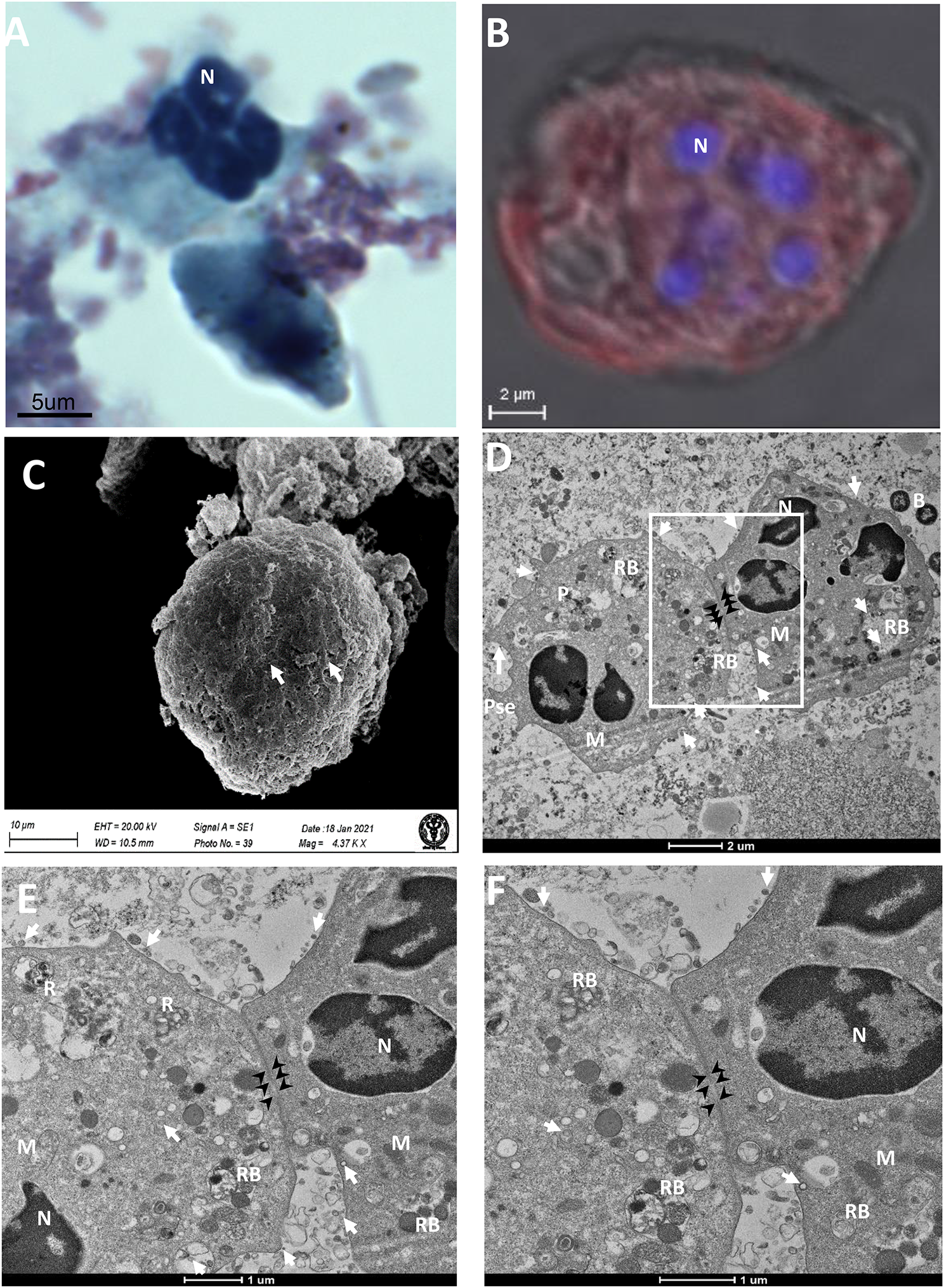 Fig. 2