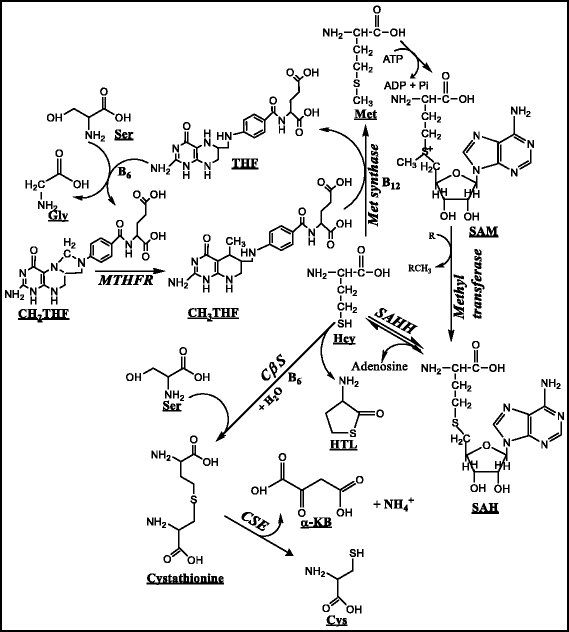 Fig. 1