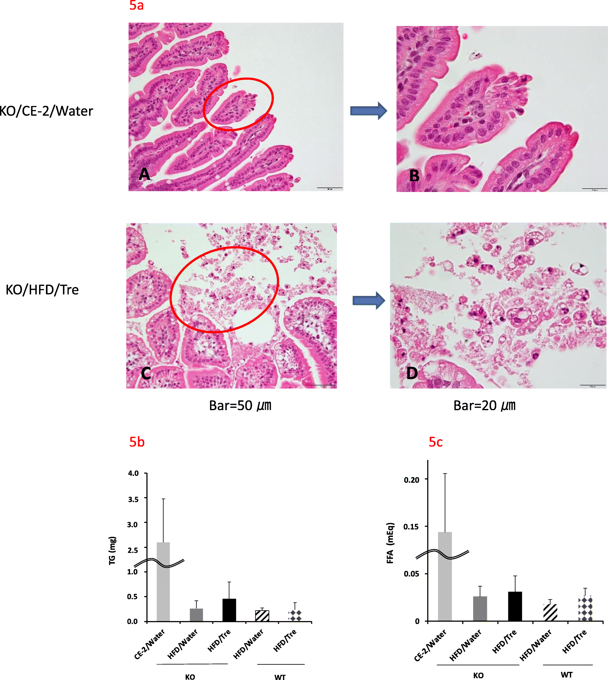 Fig. 5